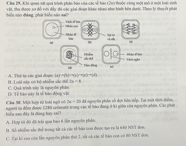 Khi quan sát quá trình phân bào của các tế bào (2n) thuộc cùng một mô ở một loài sinh
vật, thu được sơ đồ với đầy đủ các giai đoạn khác nhau như hình bên dưới. Theo lý thuyết phát
biểu nào đúng, phát biểu nào sai?
A. Thứ tự các giai đoạn: (a)to (b)to (c)to (e)to (d).
B. Loài này có bộ nhiễm sắc thể 2n=8.
C. Quá trình này là nguyên phân.
D. Tế bào này là tế bào động vật.
Câu 30. Một hợp tử loài ngô có 2n=20 đã nguyên phân số đợt liên tiếp. Tại một thời điểm,
người ta đếm được 1280 crômatit trong các tế bào đang ở kì giữa của nguyên phân. Các phát
biểu sau dây là dúng hay sai?
A. Hợp tử đó đã trải qua bao 6 lần nguyên phân.
B. Số nhiễm sắc thể trong tất cả các tế bào con được tạo ra là 640 NST đơn.
C. Tại kì sau của lần nguyên phân thứ 2, tất cả các tế bào con có 80 NST đơn.