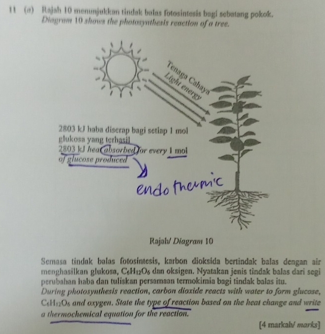 11 (a) Rajah 10 menunjukkan tindak balas fotosintesis bagi sebatang pokok. 
Diagram 10 shows the photosynthesis reaction of a tree. 
Rəjah/ Diagram 10 
Semasa tindak balas fotosintesis, karbon dioksida bertindak balas dengan air 
menghasilkan glukosa, C_6H_12O_6 dan oksigen. Nyatakan jenis tindak balas dari segi 
perubahan haba dan tuliskan persamaan termokimia bagi tindak balas itu. 
During photosynthesis reaction, carbon dioxide reacts with water to form glucose,
C_6H_12O_6 and oxygen. State the type of reaction based on the heat change and write 
a thermochemical equation for the reaction. 
[4 markah/ marks]