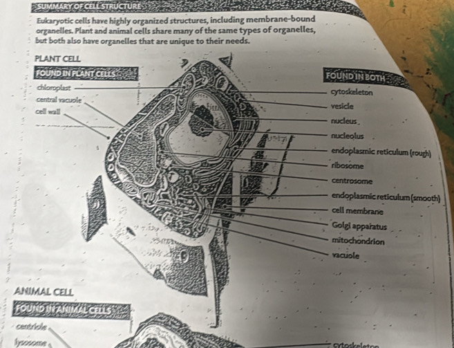 SUMMARY OF CELL STRUCTURE 
Eukaryotic cells have highly organized structures, including membrane-bound 
organelles. Plant and animal cells share many of the same types of organelles, 
but both also have organelles that are unique to their needs. 
) 
A 
hysosome 
a