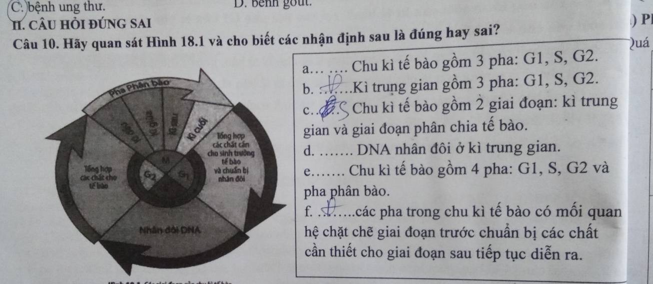 C. bệnh ung thư. D. benn gout.
H. CÂU HỏI đÚNG SAi
Câu 10. Hãy quan sát Hình 18.1 và cho biết các nhận định sau là đúng hay sai? ) P|
Quá
a... .... . Chu kì tế bào gồm 3 pha: G1, S, G2.
b. _.Kì trung gian gồm 3 pha: G1, S, G2.
. . Chu kì tế bào gồm 2 giai đoạn: kì trung
gian và giai đoạn phân chia tế bào.
d. _DNA nhân đôi ở kì trung gian.
Chu kì tế bào gồm 4 pha: G1, S, G2 và
e.
pha phân bào.
f. _p các pha trong chu kì tế bào có mối quan
hệ chặt chẽ giai đoạn trước chuẩn bị các chất
cần thiết cho giai đoạn sau tiếp tục diễn ra.