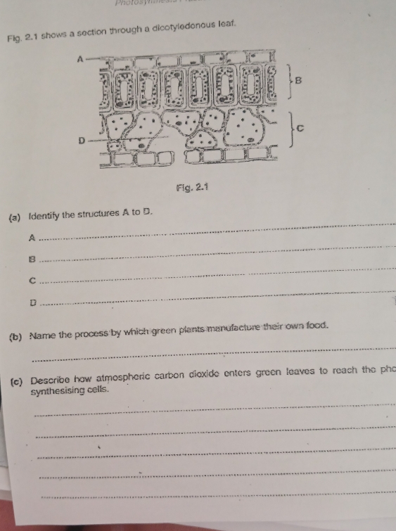 Photos y i 
Fig. 2.1 shows a section through a dicotyledonous leaf. 
Fig. 2.1 
(a) Identify the structures A to D. 
_ 
A 
_ 
18 
_ 
C 
_ 
D 
_ 
(b) Name the process by which green plants manufacture their own food. 
(c) Describe how atmospheric carbon dioxide enters green leaves to reach the pho 
synthesising cells. 
_ 
_ 
_ 
_ 
_