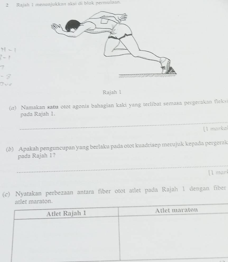 Rajah 1 menunjukkan aksi di blok permuləan. 
Rajah 1 
(a) Namakan satu otot agonis bahagian kaki yang terlibat semasa pergerakan fleksi 
pada Rajah 1. 
_ 
[1 marka 
(b) Apakah penguncupan yang berlaku pada otot kuadrisep merujuk kepada pergerak 
pada Rajah 1? 
__ 
[1 marl 
(c) Nyatakan perbezaan antara fiber otot atlet pada Rajah 1 dengan fiber