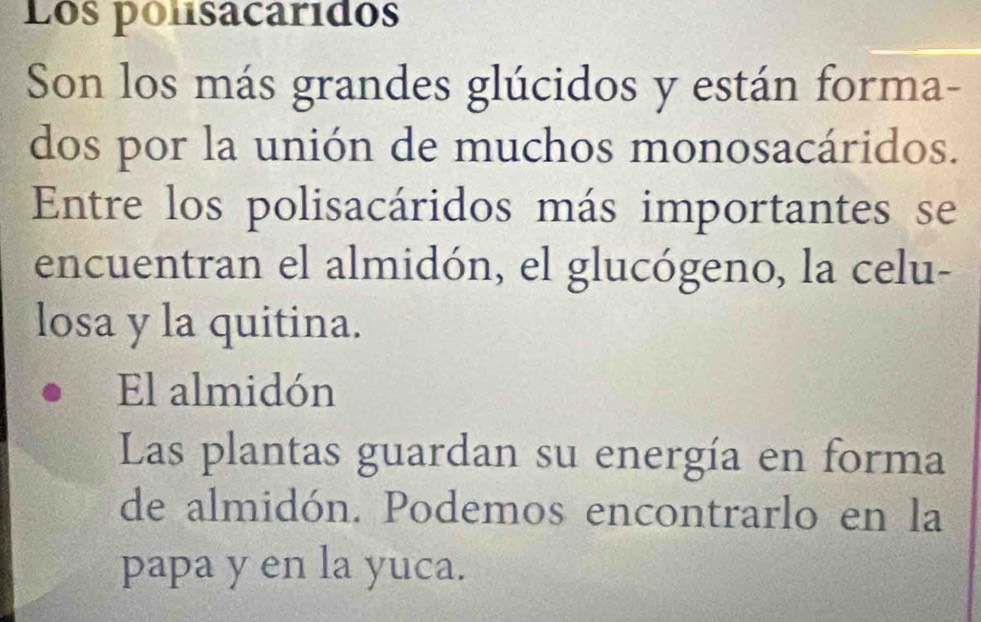 Los polsacáridos
Son los más grandes glúcidos y están forma-
dos por la unión de muchos monosacáridos.
Entre los polisacáridos más importantes se
encuentran el almidón, el glucógeno, la celu-
losa y la quitina.
El almidón
Las plantas guardan su energía en forma
de almidón. Podemos encontrarlo en la
papa y en la yuca.