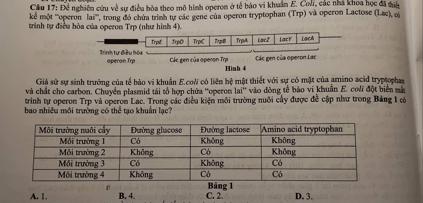 Đề nghiên cứu về sự điều hòa theo mô hình operon ở tế bào vi khuẩn E. Coli, các nhà khoa học đã thiết
kế một “operon lai”, trong đó chứa trình tự các gene của operon tryptophan (Trp) và operon Lactose (Lac), có
trình tự điều hòa của operon Trp (như hình 4).
TrpE TrpD TrpC TrpB TrpA LacZ LacY LacA
Trình tự điều hòa
operon Trp Các gen của operon Trp Các gen của operon Lac
Hình 4
Giả sử sự sinh trưởng của tế bào vi khuẩn E.coli có liên hệ mật thiết với sự có mặt của amino acid tryptophan
và chất cho carbon. Chuyền plasmid tái tổ hợp chứa “operon lai'' . vào dòng tế bào vi khuẩn E. coli đột biến mất
trình tự operon Trp và operon Lac. Trong các điều kiện môi trường nuôi cấy được đề cập như trong Bảng 1 có
bao nhiêu môi trường có thể tạo khuẩn lạc?
Bảng 1
A. 1. B. 4. C. 2. D. 3.