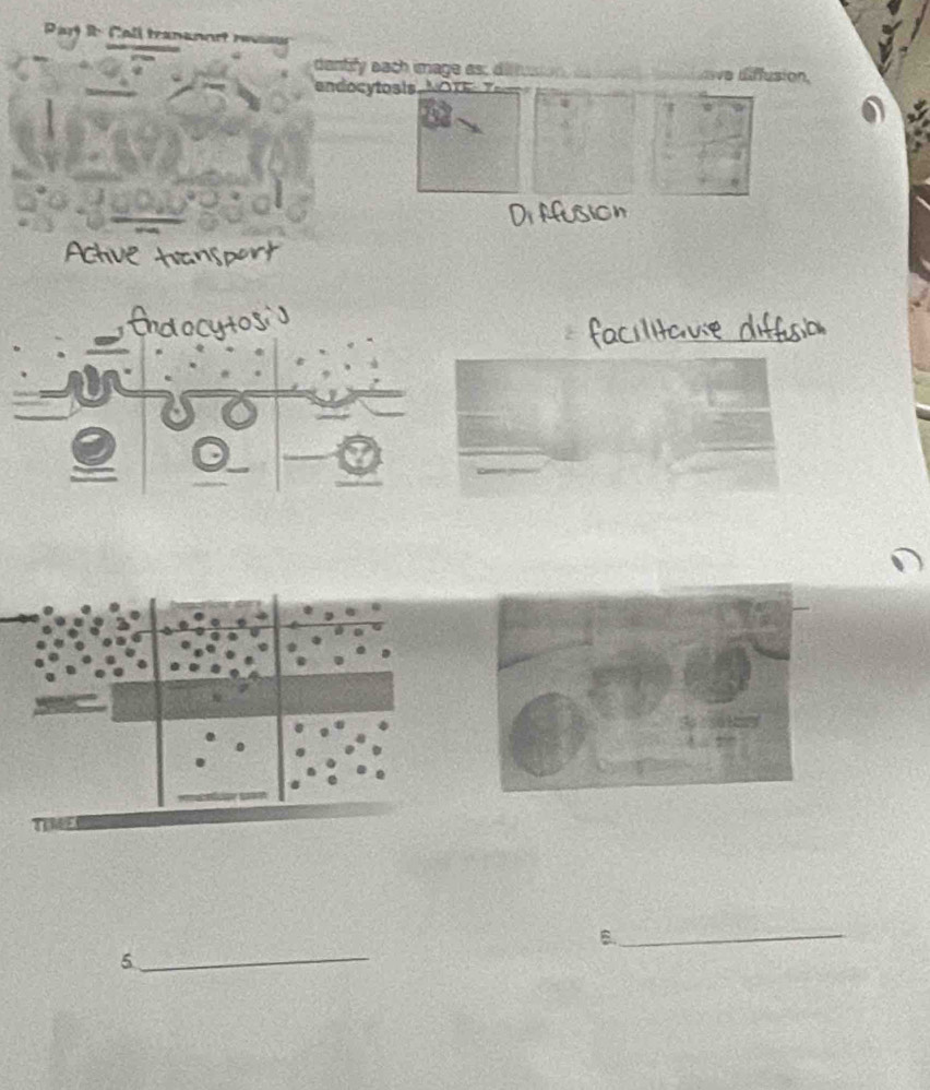 Par R Cal tranannet r 
dantify each image as; dit ae diffusion 
endocytosis 
B._ 
_5