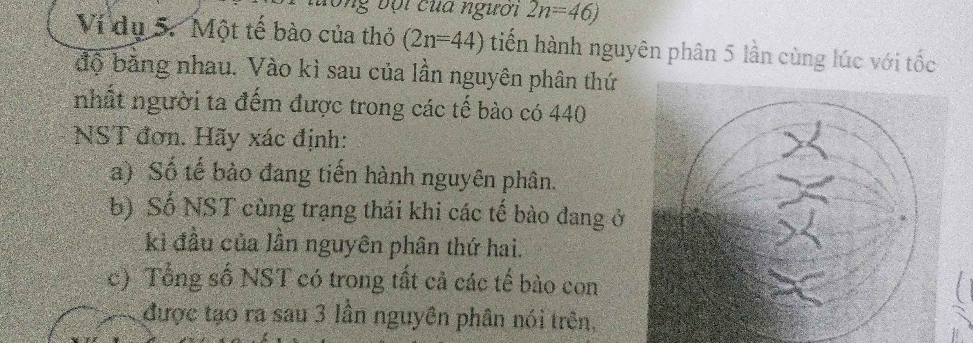 bội của người 2n=46)
Ví du 5. Một tế bào của thỏ (2n=44) tiến hành nguyên phân 5 lần cùng lúc với tốc 
độ bằng nhau. Vào kì sau của lần nguyên phân thứ 
nhất người ta đếm được trong các tế bào có 440
NST đơn. Hãy xác định: 
a) Số tế bào đang tiến hành nguyên phân. 
b) Số NST cùng trạng thái khi các tế bào đang ở 
kì đầu của lần nguyên phân thứ hai. 
c) Tổng số NST có trong tất cả các tế bào con 
được tạo ra sau 3 lần nguyên phân nói trên.