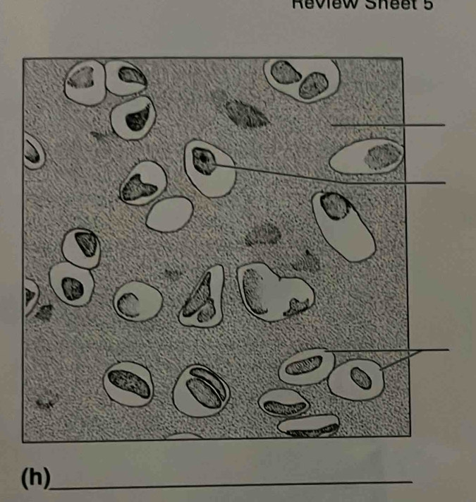 Review Sheet 5 
(h)_