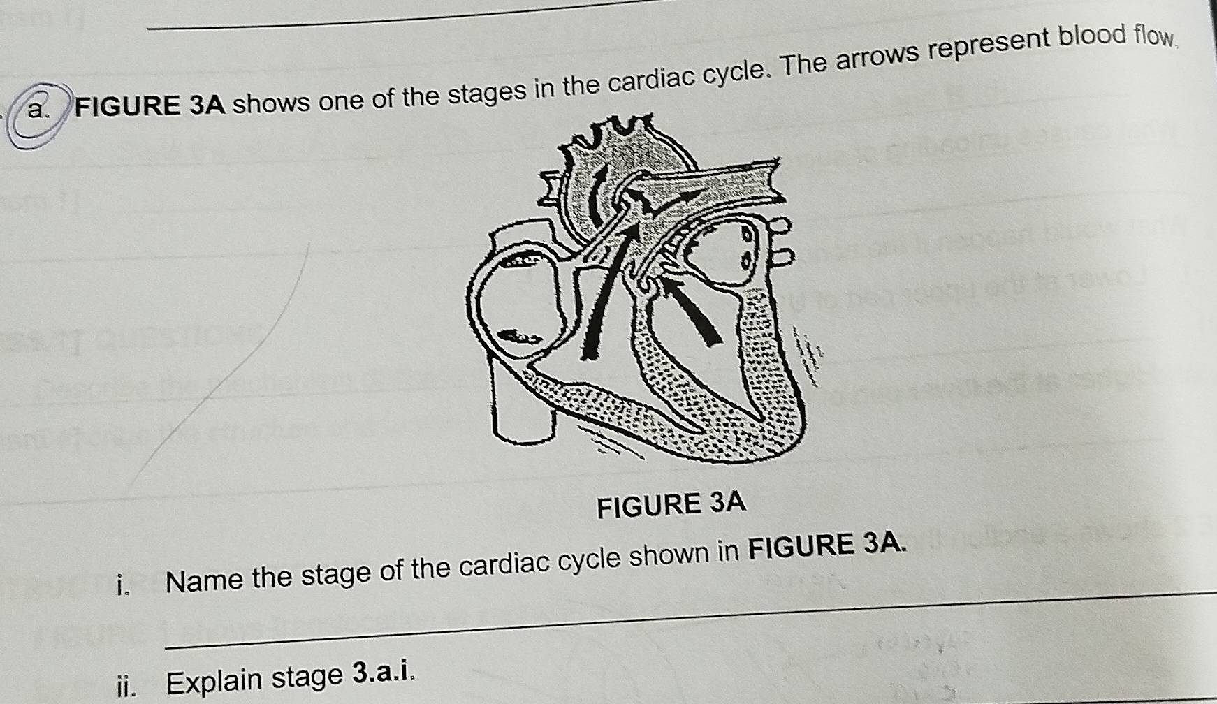 FIGURE 3A shows one of the stages in the cardiac cycle. The arrows represent blood flow 
FIGURE 3A 
_ 
i. Name the stage of the cardiac cycle shown in FIGURE 3A. 
ii. Explain stage 3.a.i.