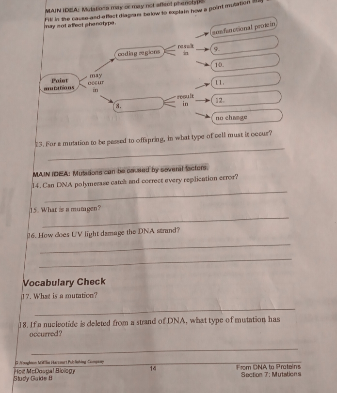 MAIN IDEA: Mutations may or may not affect phenotype. 
Fill in the cause-and-effect diagram below to explain how a point mutation ma 
may not affect phenotype. 
nonfunctional protein 
coding regions result 9. 
in 
10. 
Point may 
in 11. 
mutations occur 
result 12. 
8. 
in 
no change 
_ 
13. For a mutation to be passed to offspring, in what type of cell must it occur? 
MAIN IDEA: Mutations can be caused by several factors. 
_ 
14. Can DNA polymerase catch and correct every replication error? 
_ 
15. What is a mutagen? 
16. How does UV light damage the DNA strand? 
_ 
_ 
Vocabulary Check 
17. What is a mutation? 
_ 
18. If a nucleotide is deleted from a strand of DNA, what type of mutation has 
occurred? 
_ 
D Houghton Mifflin Harcourt Publishing Company 
14 
Holt McDougal Biology From DNA to Proteins 
Study Guide B Section 7: Mutations