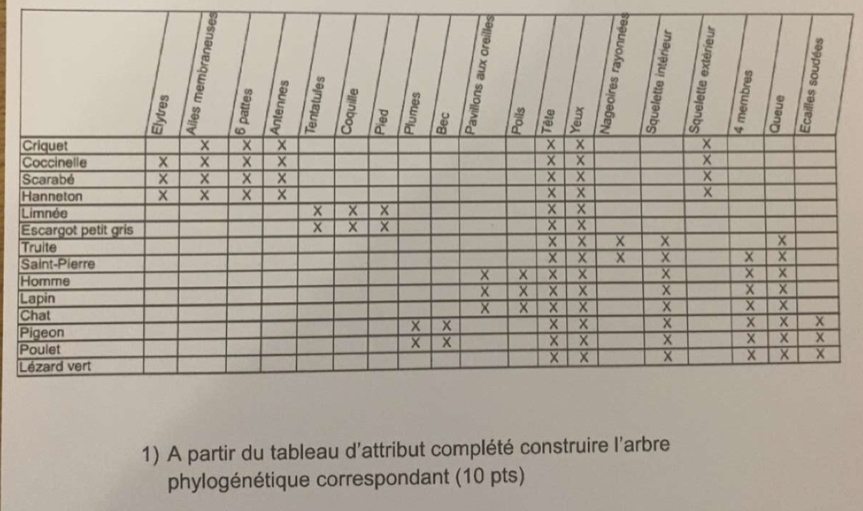 A partir du tableau d'attribut complété construire l'arbre 
phylogénétique correspondant (10 pts)