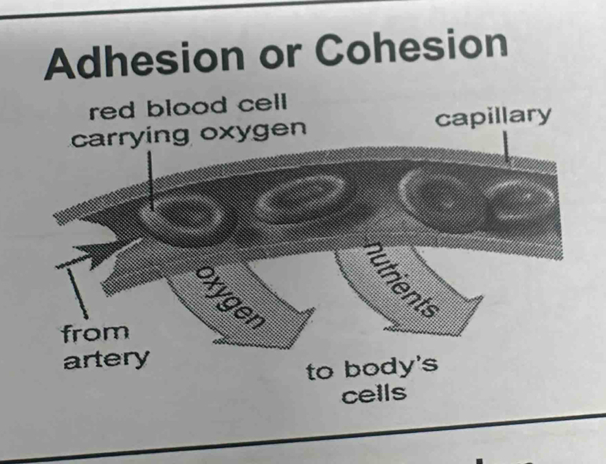 Adhesion or Cohesion 
cells