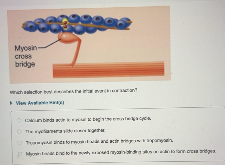Solved: Which selection best describes the initial event in contraction ...