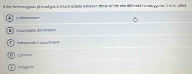 If the heterozygous phenotype is intermediate between those of the two different homozygotes, this is called:
A Codominance
B Incomplete dominance
C Independent assortment
D) Epistasis
E Polygenic