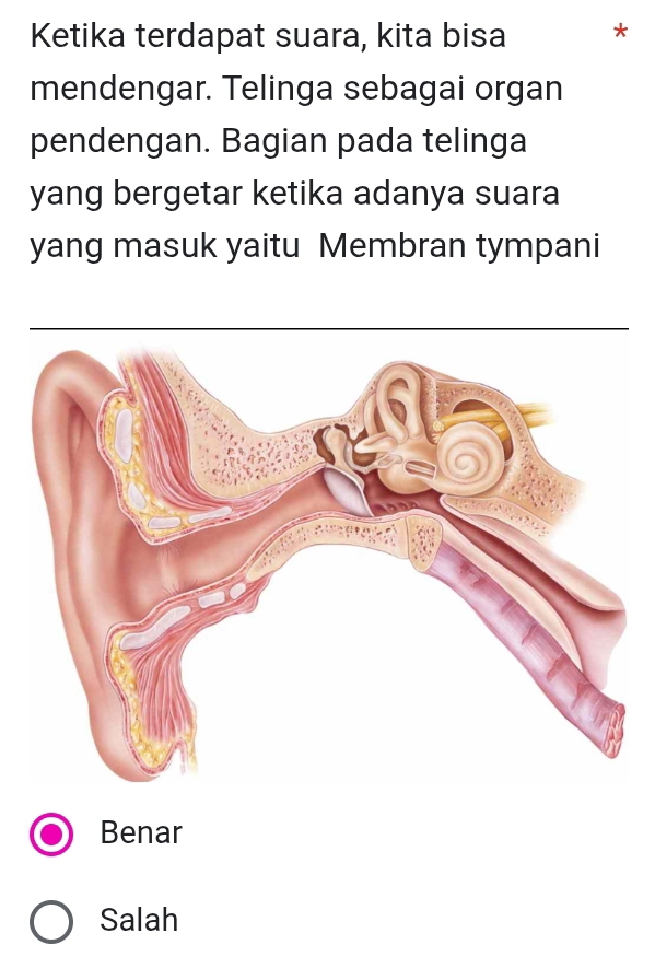 Ketika terdapat suara, kita bisa *
mendengar. Telinga sebagai organ
pendengan. Bagian pada telinga
yang bergetar ketika adanya suara
yang masuk yaitu Membran tympani
Benar
Salah