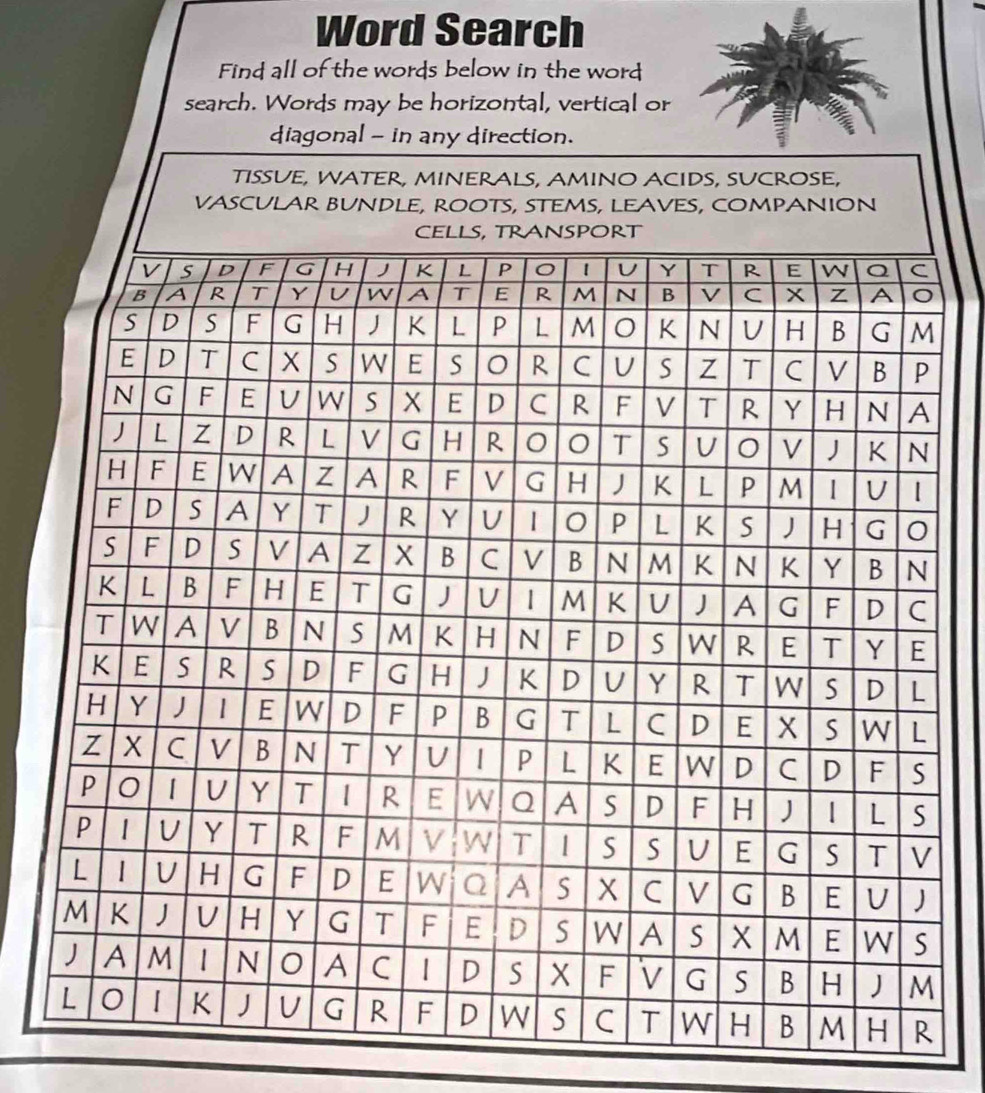 Word Search