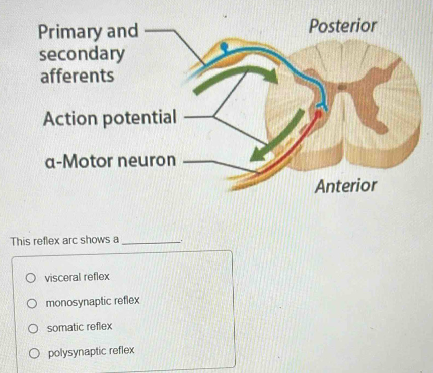 This reflex arc shows a_
.
visceral reflex
monosynaptic reflex
somatic reflex
polysynaptic reflex