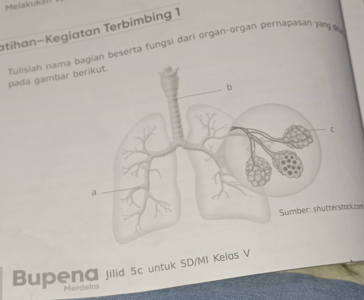 Melakukall 
atihan-Kegiatan Terbimbing 1 
Tulislah nama n beserta fungsi dari organ-organ pernapasan yang di 
pada gambar 
k.com 
Bupena jilid 5c untuk SD/MI Kelas V 
Merdeka