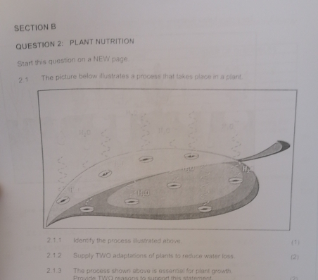 QUESTION 2： PLANT NUTRITION 
Start this question on a NEW page. 
2.1 The picture below illustrates a process that takes place in a plant. 
2.1.1 Identify the process illustrated above. (1) 
2.1.2 Supply TWO adaptations of plants to reduce water loss. (2) 
2.1.3 The process shown above is essential for plant growth. 
Provide TWO reasons to sunnort this statement 12