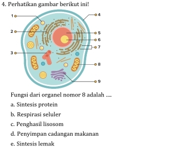 Perhatikan gambar berikut ini!
Fungsi dari organel nomor 8 adalah ....
a. Sintesis protein
b. Respirasi seluler
c. Penghasil lisosom
d. Penyimpan cadangan makanan
e. Sintesis lemak