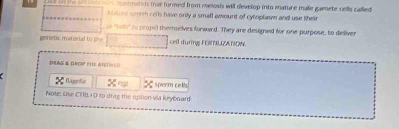 Lib on the se cna tos spermatids that formed from meiosis will develop into mature male gamete cells called 
Mature sperm cells have only a small amount of cytoplasm and use their 
to propel themselves forward. They are designed for one purpose, to deliver 
genetic material to te ceil during FERTILIZATION. 
DRAG & DROP THE ANSWER 
flagella egg sperm cells 
Note: Use CTRL+D to drag the option via keyboard