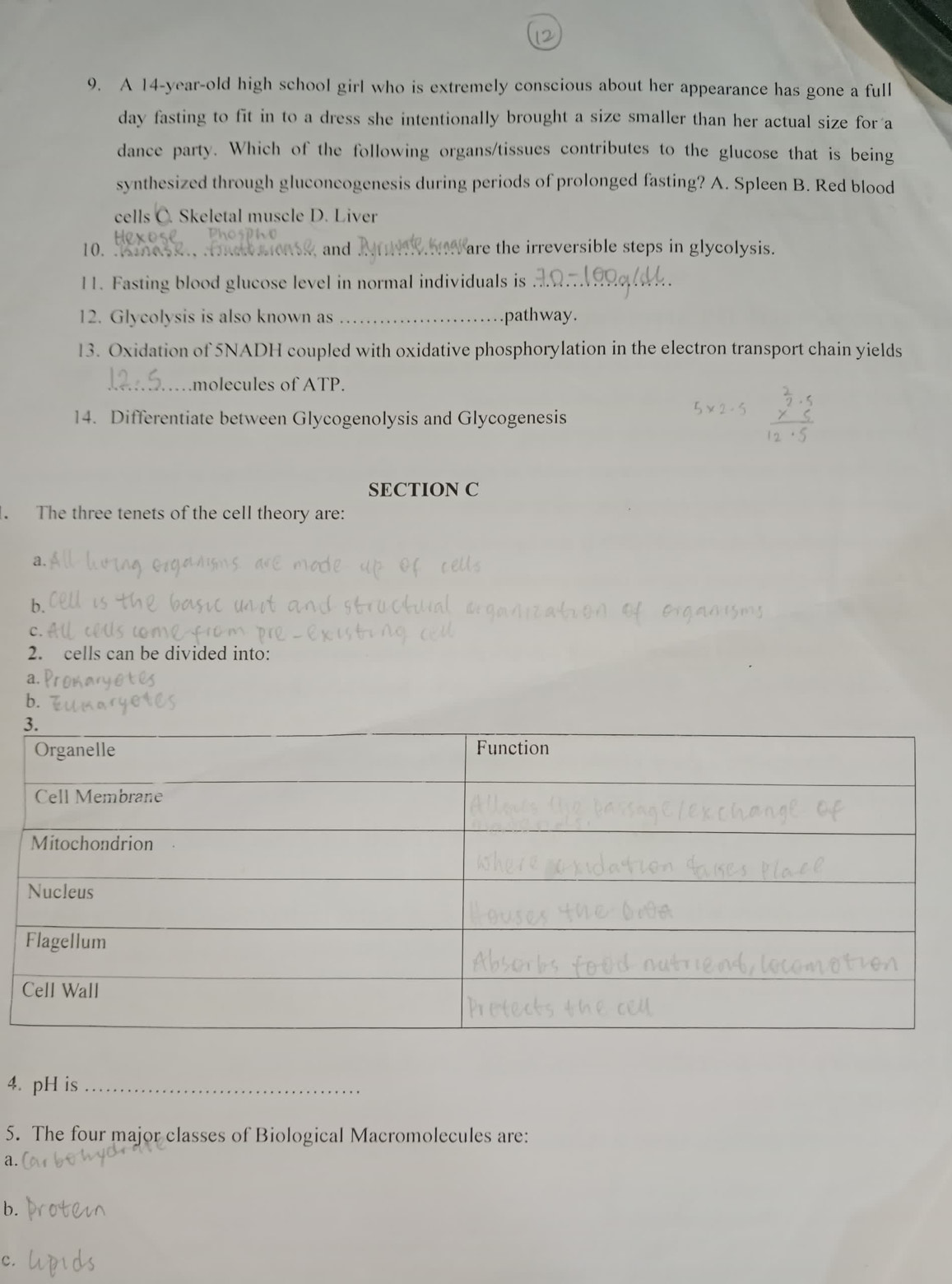 A 14-year -old high school girl who is extremely conscious about her appearance has gone a full
day fasting to fit in to a dress she intentionally brought a size smaller than her actual size for a
dance party. Which of the following organs/tissues contributes to the glucose that is being
synthesized through gluconcogenesis during periods of prolonged fasting? A. Spleen B. Red blood
cells C. Skeletal muscle D. Liver
P o 
10. iesk and _are the irreversible steps in glycolysis.
11. Fasting blood glucose level in normal individuals is_
12. Glycolysis is also known as _.pathway.
13. Oxidation of 5NADH coupled with oxidative phosphorylation in the electron transport chain yields
_.molecules of ATP.
14. Differentiate between Glycogenolysis and Glycogenesis
SECTION C
. The three tenets of the cell theory are:
a.
b.
C .
2. cells can be divided into:
a.
b.
4. pH is_
5. The four major classes of Biological Macromolecules are:
a.
b.
c.