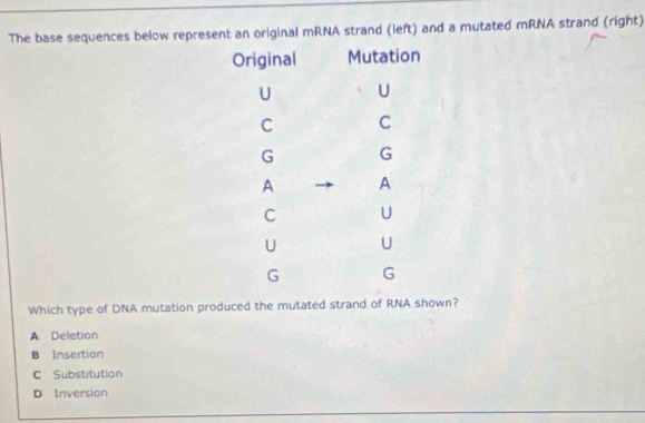 The base sequences below represent an original mRNA strand (left) and a mutated mRNA strand (right)
Which type of DNA mutation produced the mutated strand of RNA shown?
A Deletion
B Insertion
C Substitution
D Inversion