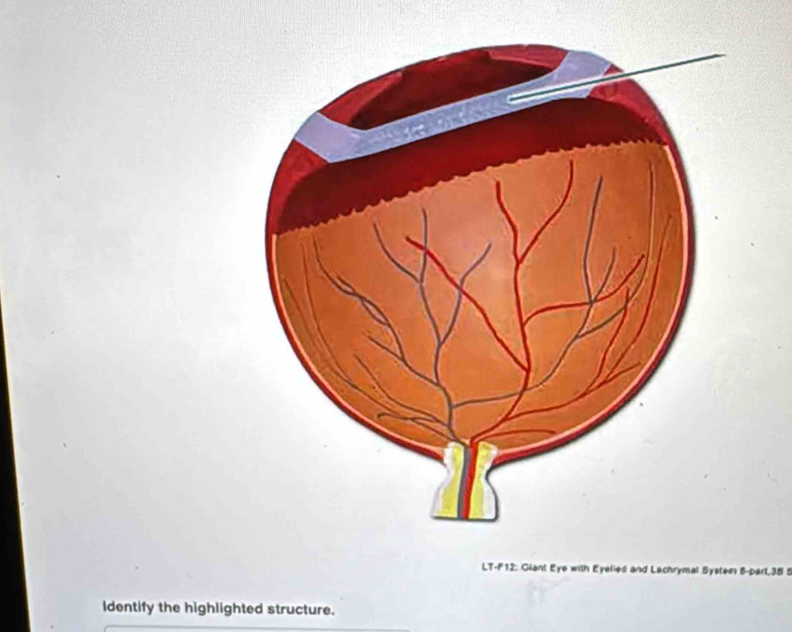 LT-F12: Glant Eye with Eyelied and Lachrymal Systen 8 -part, 35 8 
Identify the highlighted structure.