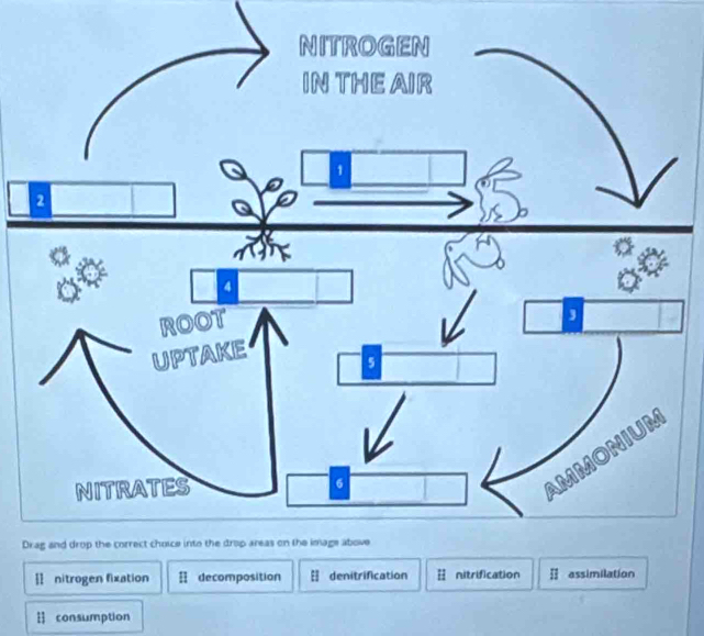 D
 nitrogen fixation Ⅱ decomposition denitrification nitrification;] assimilation
[] consumption