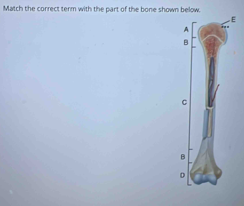 Match the correct term with the part of the bone shown below.