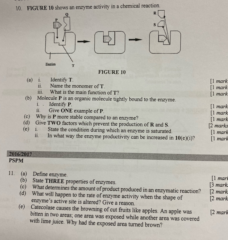 FIGURE 10 shows an enzyme activity in a chemical reaction. 
FIGURE 10 
(a) i. Identify T. [1 mark 
ii. Name the monomer of T. [1 mark 
iii. What is the main function of T? [1 mark 
(b) Molecule P is an organic molecule tightly bound to the enzyme. 
i. Identify P. [1 mark 
ii. Give ONE example of P. [1 mark 
(c) Why is P more stable compared to an enzyme? [1 mark 
(d) Give TWO factors which prevent the production of R and S. [2 marks 
(e) i. State the condition during which an enzyme is saturated. [1 mark 
ii. In what way the enzyme productivity can be increased in 10 (e)(i)? [1 mark 
2016/2017 
PSPM 
11. (a) Define enzyme. 
[1 mar 
(b) State THREE properties of enzymes. [3 mark. 
(c) What determines the amount of product produced in an enzymatic reaction? [2 mark 
(d) What will happen to the rate of enzyme activity when the shape of [2 mark 
enzyme’s active site is altered? Give a reason. 
(e) Catecolase causes the browning of cut fruits like apples. An apple was [2 mark 
bitten in two areas; one area was exposed while another area was covered 
with lime juice. Why had the exposed area turned brown?