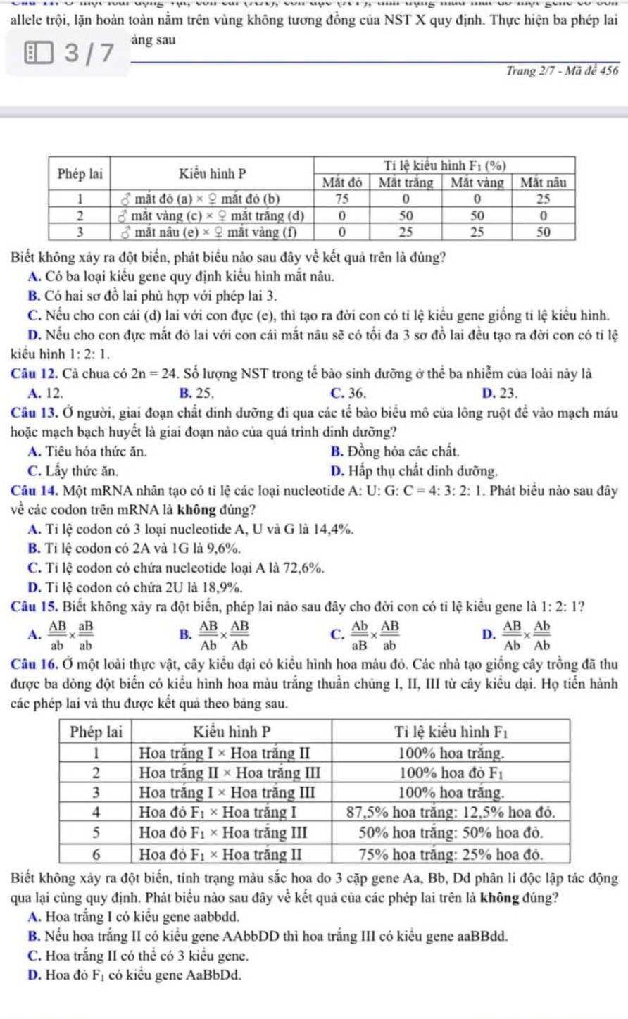 allele trội, lặn hoàn toàn nằm trên vùng không tương đồng của NST X quy định. Thực hiện ba phép lai
3 / 7 ảng sau
Trang 2/7 - Mã đê 456
Biết không xảy ra đột biển, phát biểu nảo sau đây về kết quả trên là đúng?
A. Có ba loại kiểu gene quy định kiểu hình mắt nâu.
B. Có hai sơ đồ lai phù hợp với phép lai 3.
C. Nếu cho con cái (d) lai với con đực (e), thì tạo ra đời con có ti lệ kiểu gene giống ti lệ kiểu hình.
D. Nếu cho con đực mắt đỏ lai với con cái mắt nâu sẽ có tối đa 3 sơ đồ lai đều tạo ra đời con có tỉ lệ
kiểu hình 1:2:1.
Câu 12. Cà chua có 2n=24. Số lượng NST trong tế bào sinh dưỡng ở thể ba nhiễm của loài này là
A. 12. B. 25. C. 36. D. 23.
Câu 13. Ở người, giai đoạn chất dinh dưỡng đi qua các tế bào biểu mô của lông ruột để vào mạch máu
hoặc mạch bạch huyết là giai đoạn nào của quá trình dinh dưỡng?
A. Tiêu hóa thức ăn. B. Đồng hóa các chất.
C. Lấy thức ăn. D. Hấp thụ chất dinh dưỡng.
Câu 14. Một mRNA nhân tạo có tỉ lệ các loại nucleotide A:U:G:C=4:3:2:1. Phát biểu nào sau đây
về các codon trên mRNA là không đúng?
A. Ti lệ codon có 3 loại nucleotide A, U và G là 14,4%.
B. Ti lệ codon có 2A và 1G là 9,6%.
C. Tỉ lệ codon có chứa nucleotide loại A là 72,6%.
D. Ti lệ codon có chứa 2U là 18,9%.
Câu 15. Biết không xảy ra đột biển, phép lai nào sau đây cho đời con có ti lệ kiểu gene là 1:2:1 2
A.  AB/ab *  aB/ab   AB/Ab *  AB/Ab  C.  Ab/aB *  AB/ab  D.  AB/Ab *  Ab/Ab 
B.
Câu 16. Ở một loài thực vật, cây kiểu đại có kiểu hình hoa màu đỏ. Các nhà tạo giống cây trồng đã thu
được ba dòng đột biển có kiểu hình hoa màu trắng thuần chủng I, II, III từ cây kiểu dại. Họ tiến hành
các phép lai và thu được kết quả theo bảng sau.
Biết không xảy ra đột biển, tinh trạng màu sắc hoa do 3 cặp gene Aa, Bb, Dd phân li độc lập tác động
qua lại cùng quy định. Phát biểu nào sau đây về kết quả của các phép lai trên là không đúng?
A. Hoa trắng I có kiểu gene aabbdd.
B. Nếu hoa trắng II có kiểu gene AAbbDD thì hoa trắng III có kiểu gene aaBBdd.
C. Hoa trắng II có thể có 3 kiểu gene.
D. Hoa đỏ F_1 có kiểu gene AaBbDd.