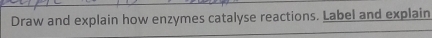 Draw and explain how enzymes catalyse reactions. Label and explain