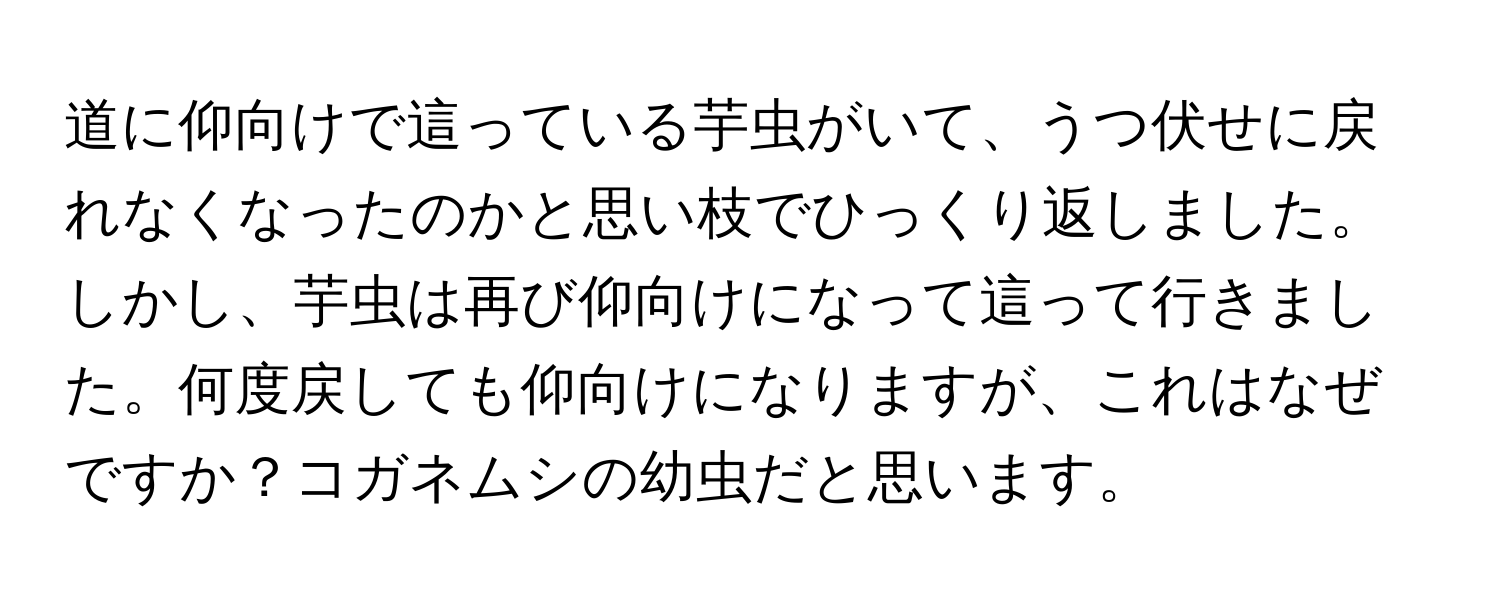 道に仰向けで這っている芋虫がいて、うつ伏せに戻れなくなったのかと思い枝でひっくり返しました。しかし、芋虫は再び仰向けになって這って行きました。何度戻しても仰向けになりますが、これはなぜですか？コガネムシの幼虫だと思います。