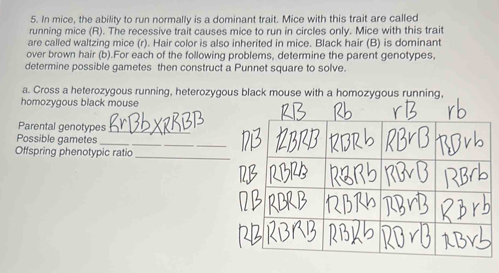 In mice, the ability to run normally is a dominant trait. Mice with ...