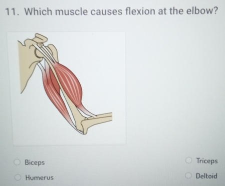 Which muscle causes flexion at the elbow?
Biceps Triceps
Humerus Deltoid