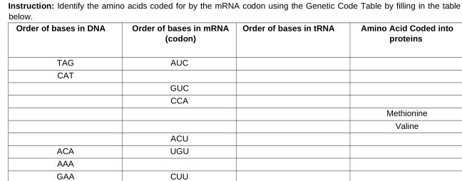 Instruction: Identify the amino acids coded for by the mRNA codon using the Genetic Code Table by filling in the table 
GAA CUU