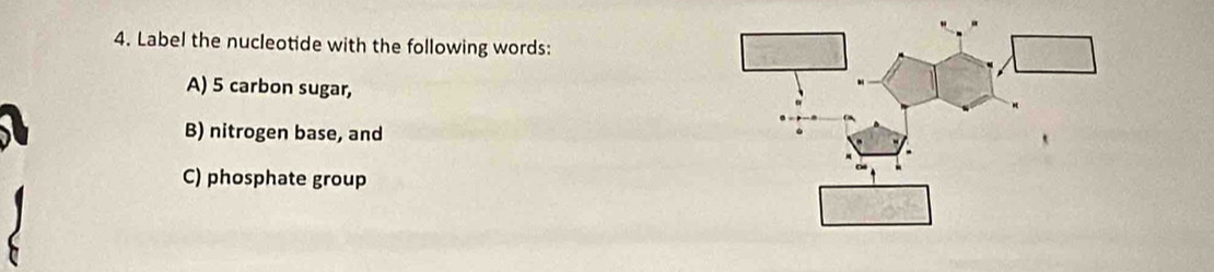 Label the nucleotide with the following words: 
A) 5 carbon sugar, 
B) nitrogen base, and 
C) phosphate group