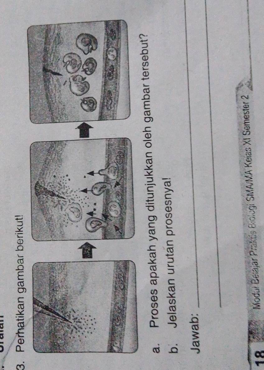 Perhatikan gambar berikut! 
a. Proses apakah yang ditunjukkan oleh gambar tersebut? 
_ 
b. Jelaskan urutan prosesnya! 
_ 
Jawab: 
18 
Modul Belajar Praktis Biologi SMAMA Keias XI Semester 2_