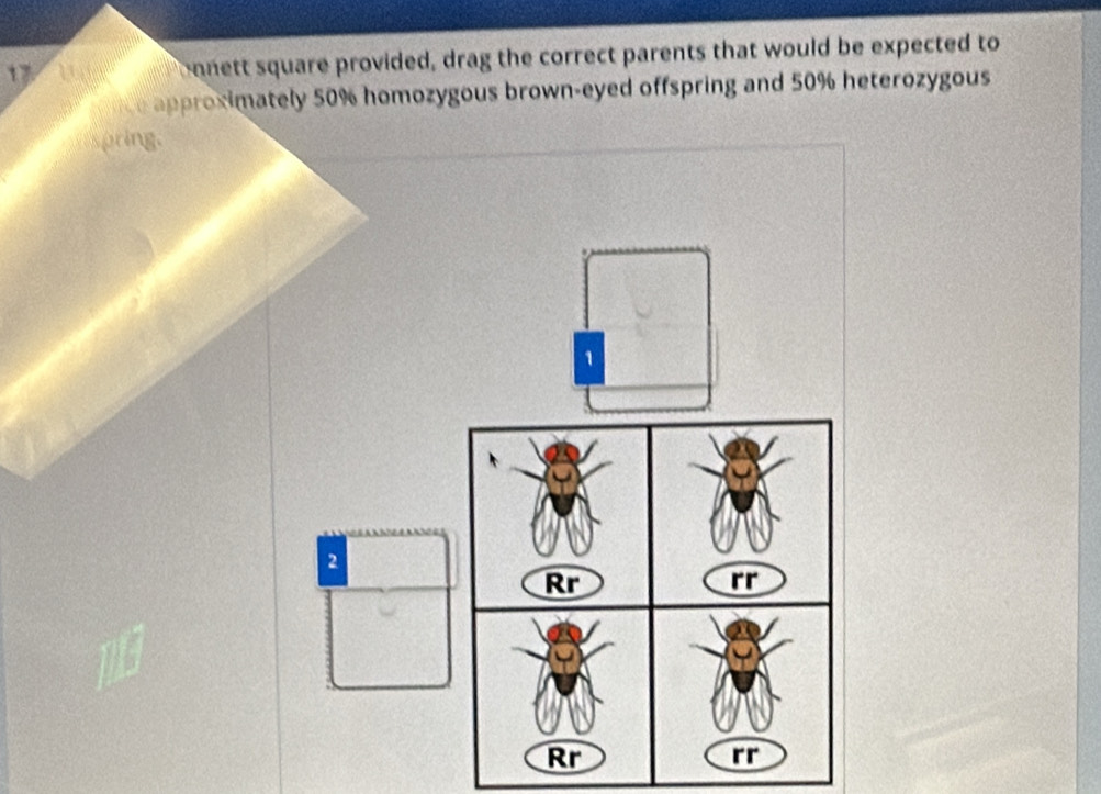 17 '''2 '' oonett square provided, drag the correct parents that would be expected to 
e approximately 50% homozygous brown-eyed offspring and 50% heterozygous 
spring.
1
2
Rr 
rr 
Rr 
rr