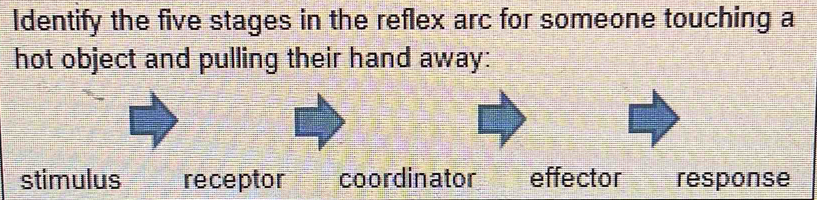 Solved: Identify the five stages in the reflex arc for someone touching ...