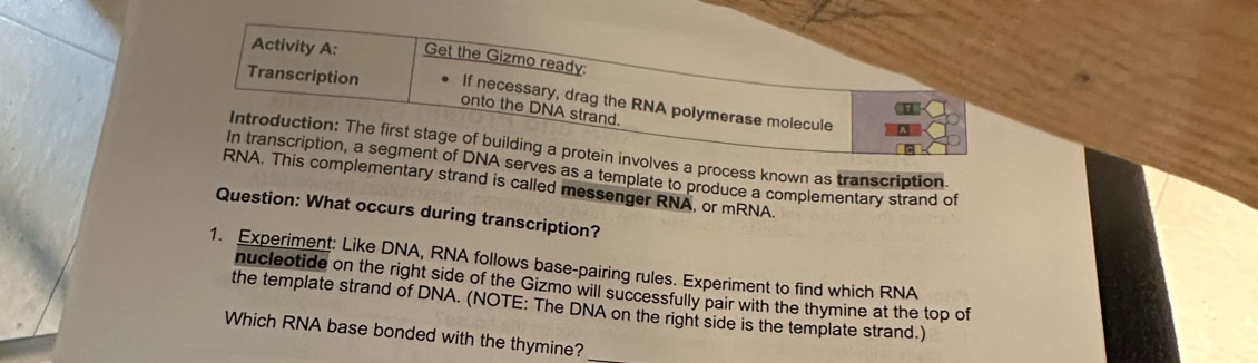 Activity A: Get the Gizmo ready 
Transcription If necessary, drag the RNA polymerase molecule 
onto the DNA strand. 
Introduction: The first stage of building a protein involves a process known as transcription. 
In transcription, a segment of DNA serves as a template to produce a complementary strand of 
RNA. This complementary strand is called messenger RNA, or mRNA 
Question: What occurs during transcription? 
1. Experiment: Like DNA, RNA follows base-pairing rules. Experiment to find which RNA 
nucleotide on the right side of the Gizmo will successfully pair with the thymine at the top of 
the template strand of DNA. (NOTE: The DNA on the right side is the template strand.) 
Which RNA base bonded with the thymine?