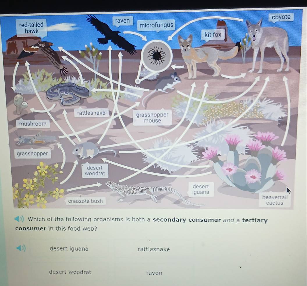 Solved: consumer in this food web? desert iguana rattlesnake desert ...