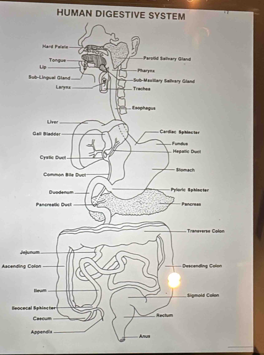 HUMAN DIGESTIVE SYSTEM 
Ascending Colon 
lle