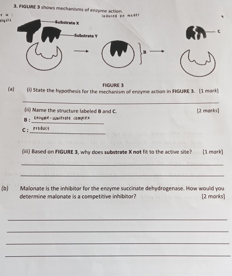 FIGURE 3 shows mechanisms of enzyme action. 
r u 
aly si s 
FIGURE 3 
(a) (i) State the hypothesis for the mechanism of enzyme action in FIGURE 3. [1 mark] 
_ 
(ii) Name the structure labeled B and C. [2 marks] 
_ 
B : Enoume-substrate comple 
C :_ 
(iii) Based on FIGURE 3, why does substrate X not fit to the active site? [1 mark] 
_ 
_ 
(b) Malonate is the inhibitor for the enzyme succinate dehydrogenase. How would you 
determine malonate is a competitive inhibitor? [2 marks] 
_ 
_ 
_ 
_