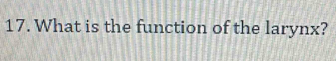 What is the function of the larynx?