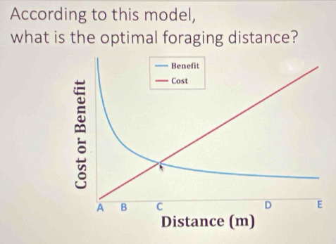 According to this model, 
what is the optimal foraging distance?