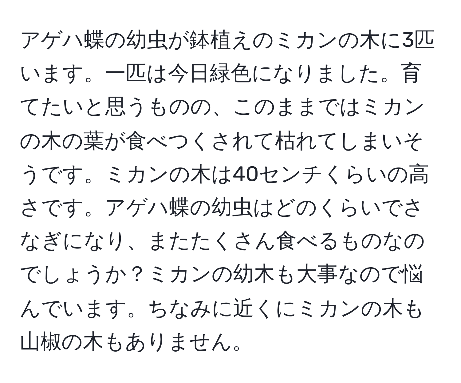 アゲハ蝶の幼虫が鉢植えのミカンの木に3匹います。一匹は今日緑色になりました。育てたいと思うものの、このままではミカンの木の葉が食べつくされて枯れてしまいそうです。ミカンの木は40センチくらいの高さです。アゲハ蝶の幼虫はどのくらいでさなぎになり、またたくさん食べるものなのでしょうか？ミカンの幼木も大事なので悩んでいます。ちなみに近くにミカンの木も山椒の木もありません。