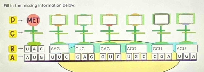 Fill in the missing information below: 
D MET 
C 
B U A C AAG cuc CAG ACG GCU ACU 
A A U G U U C G A G G U C U G C C G A U G A