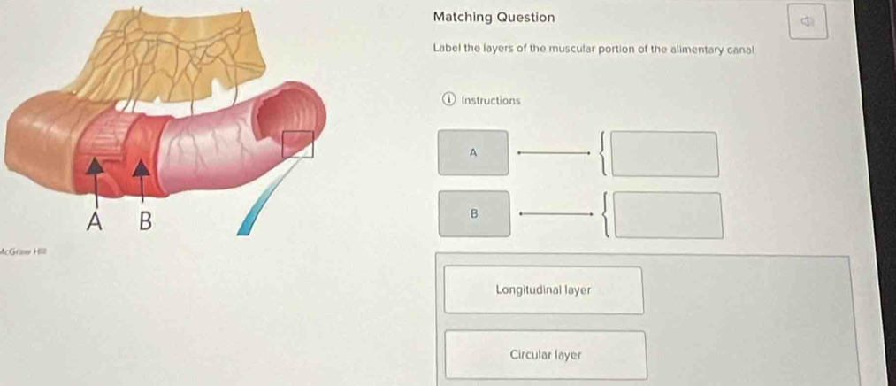 Matching Question
Label the layers of the muscular portion of the alimentary canal
Instructions
A
B
McGraw Hill
Longitudinal layer
Circular layer