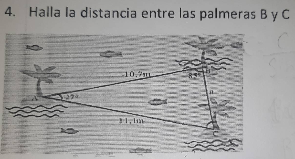 Halla la distancia entre las palmeras B y C